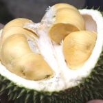 Rotting fruit causes evacuation from Melbourne library