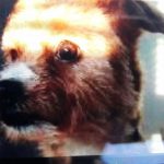 Family pet killed by speeding motorist – man arrested