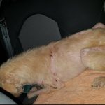 ‘Euthanised’ stray dog is actually alive – miscommunication to blame