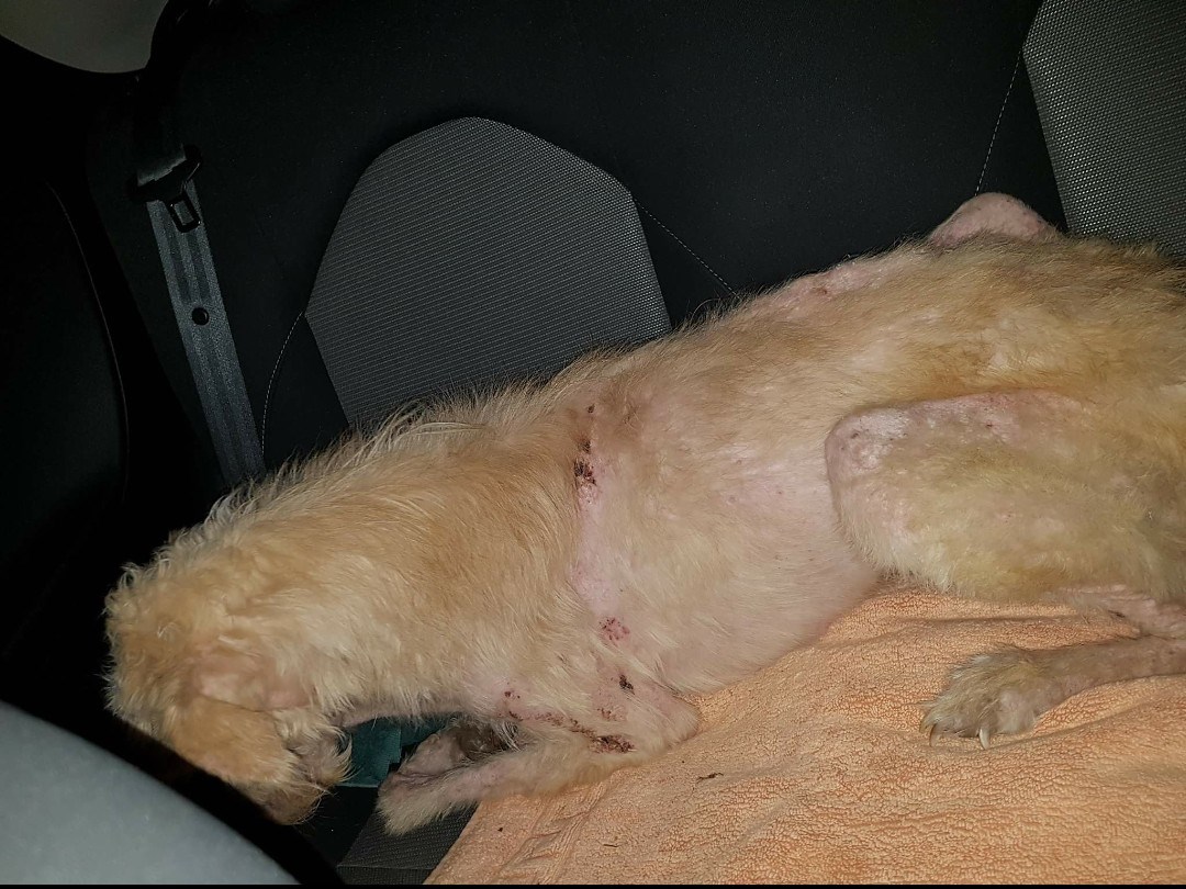 ‘Euthanised’ stray dog is actually alive – miscommunication to blame