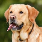 Happy 2020: here are some doggos celebrating the new year
