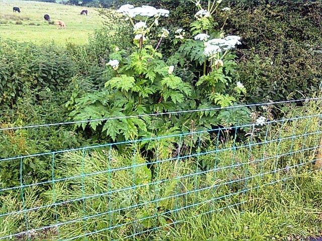 Giant hogweed