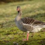 Bird flu confirmed in goose found in Lurgan Park