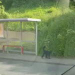 Escaped monkey dies after being hit by a car