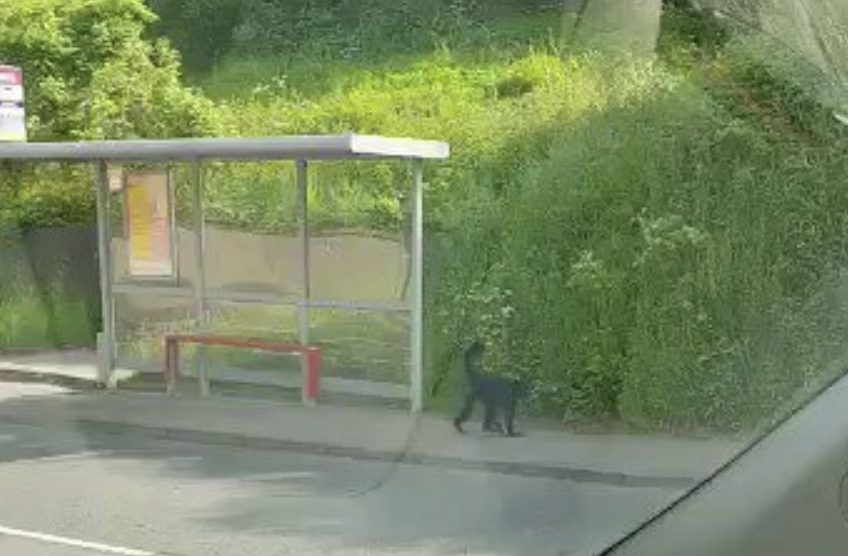 escaped monkey