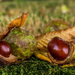 Where have all the conkers gone?