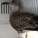 Baby bird rescued by Good Samaritan from raging Primark fire