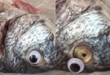 ‘Eye’ don’t believe it – Kuwait shop caught sticking googly eyes on fresh fish
