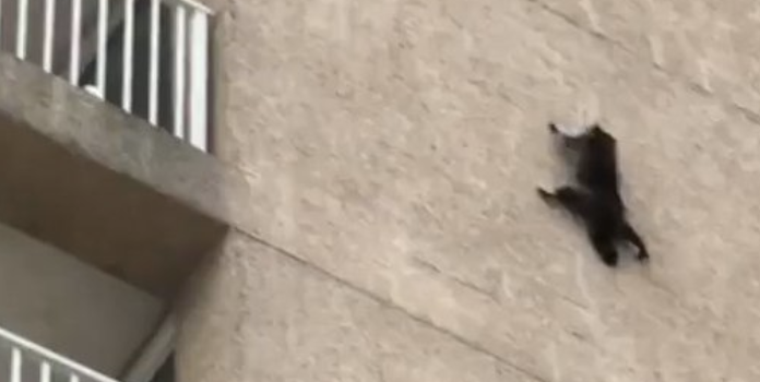 Daredevil New Jersey racoon takes flight off a nine storey building….