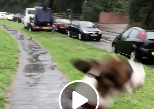 Canine capers as dogs show why they are man’s best friend