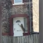 Knock, knock, who’s there? It’s a cat