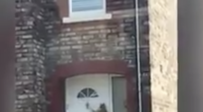 Knock, knock, who’s there? It’s a cat