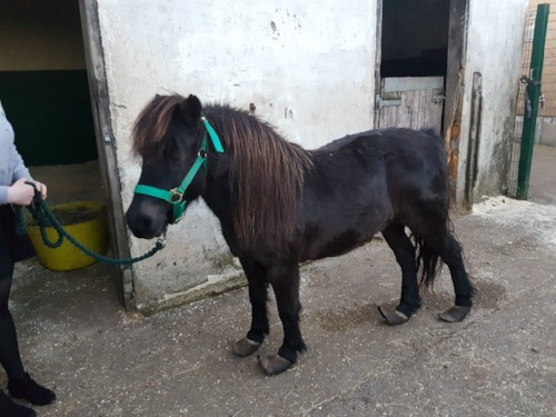 pony Crosskennan