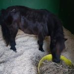 Crosskennan Lane Animal Sanctuary is in need of donations Rescued pony at Crosskennan.