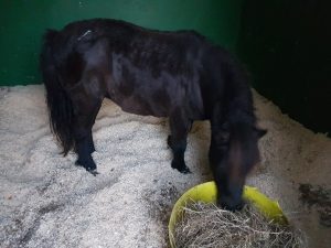 Rescued pony at Crosskennan.