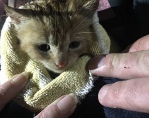 The kitten rescued from a hedge.