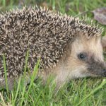 Wildlife is rapidly being destroyed by humans according to report Wildlife is declining according to WWF.
