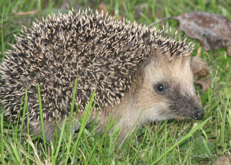 Wildlife is declining according to WWF.