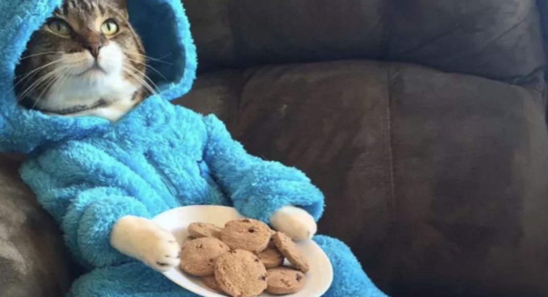 The Cookie Monster cat email.