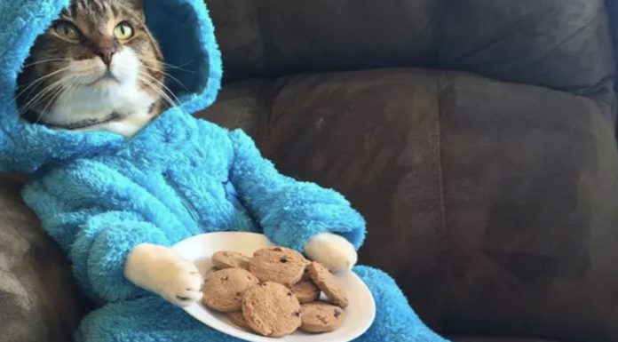 US embassy in Australia issues apology for wrongly sending out Cookie Monster cat email invitation The Cookie Monster cat email.
