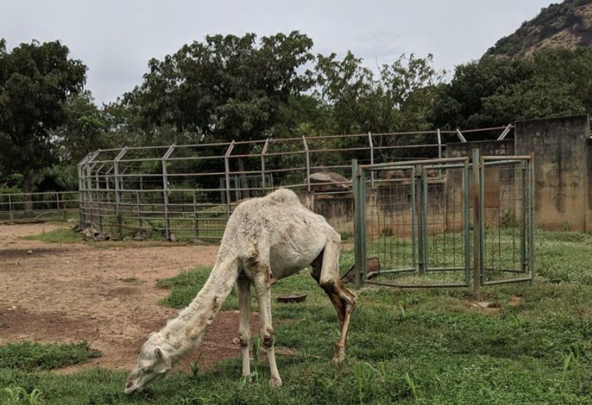 The 'malnourished' camel.