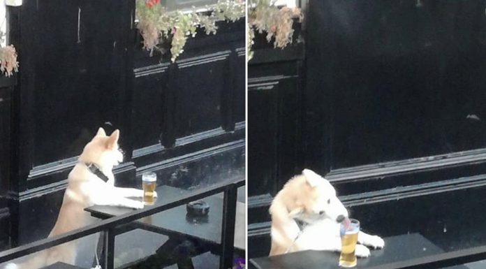 Belfast boozer: cheeky dog laps up a pint at the Errigle Cheeky dog laps up a pint.