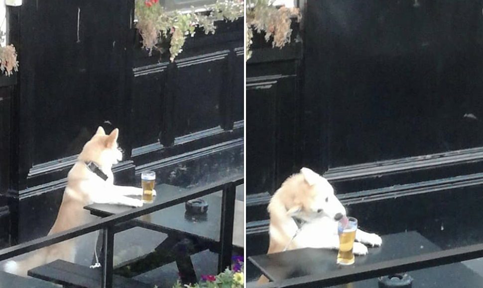 Cheeky dog laps up a pint.