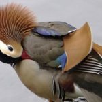 Mandarin duck caught on camera in Central Park The Mandarin duck.