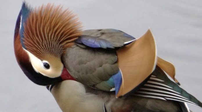 Mandarin duck caught on camera in Central Park The Mandarin duck.