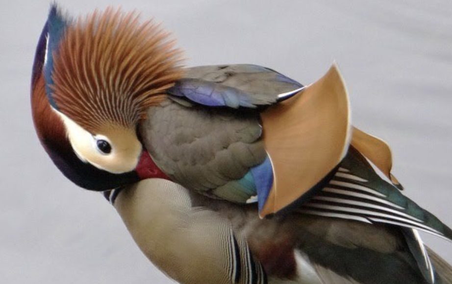 The Mandarin duck.