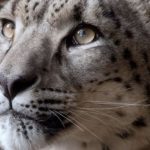 Snow leopard shot dead after escaping from enclosure