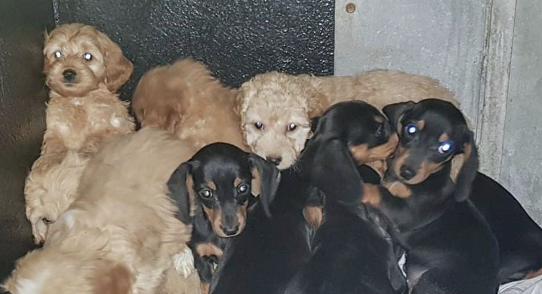 Mavis the Dachshund and her pals.