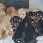 Seventeen puppies found underneath livestock lorry at Larne port Mavis the Dachshund and her pals.