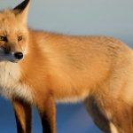 ‘Great turn-out’ at anti-hunt protest in Crawfordsburn There is a growing appetite for fox hunting to be banned.