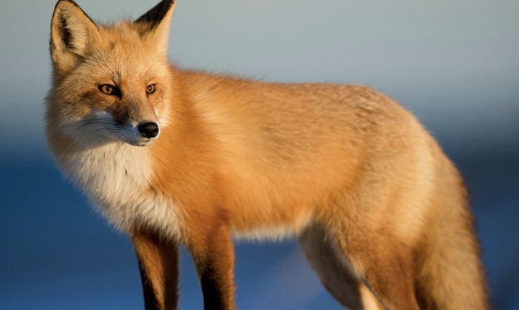There is a growing appetite for fox hunting to be banned.
