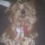 Great news as missing Rascal is reunited with his owner STOLEN: Rascal was stolen from Omagh.