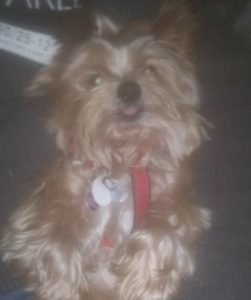 STOLEN: Rascal was stolen from Omagh.