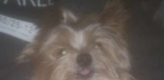 STOLEN: Rascal was stolen from Omagh.