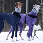 Puparrazzi captures hot diggety dogs in turtlenecks Hortaya Borzaya dogs.