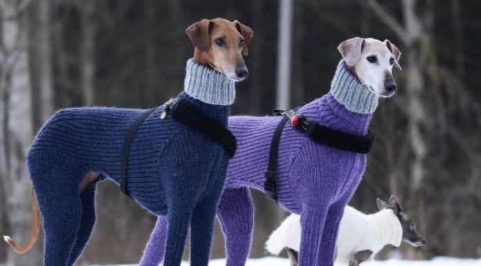 Puparrazzi captures hot diggety dogs in turtlenecks Hortaya Borzaya dogs.