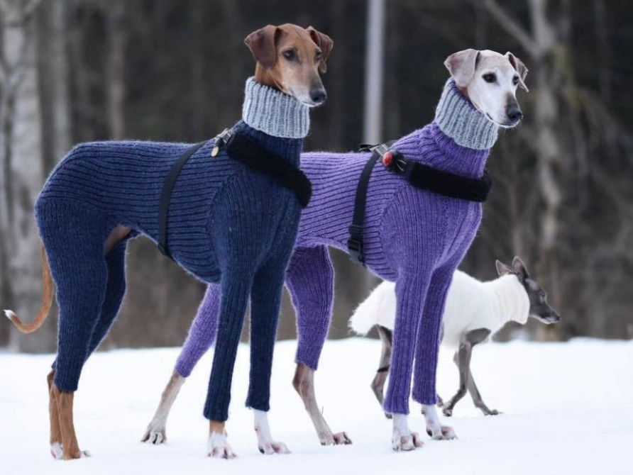 Hortaya Borzaya dogs.
