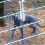 Lurcher pup stolen from Toomebridge A grey 14-week-old Lurcher has been stolen from the Toomebridge area.