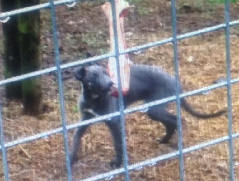 A grey 14-week-old Lurcher has been stolen from the Toomebridge area.