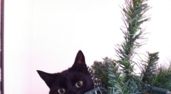 Feline fails as getting your pets to pose for Christmas cards can be difficult…..