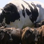 Holy cow! Big Knickers has been spared from the abattoir because he’s enormous Knickers the cow.