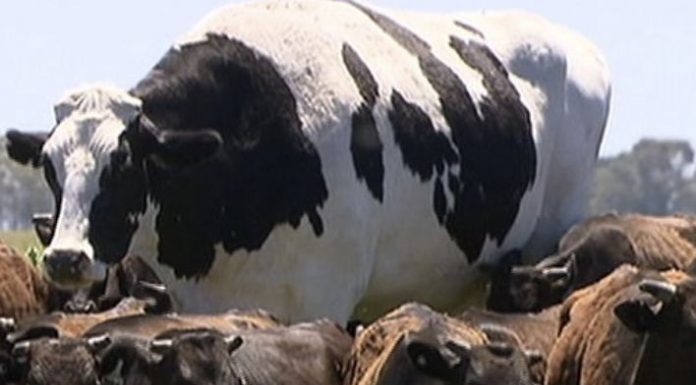 Holy cow! Big Knickers has been spared from the abattoir because he’s enormous Knickers the cow.