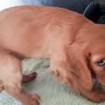 Twenty eight puppies recovered from pick-up truck near Larne Pic: Mid and East Antrim Council.