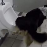 Dog-gone it, I gotta go! A doggy flush.