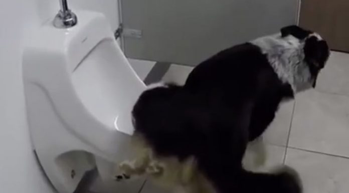 Dog-gone it, I gotta go! A doggy flush.