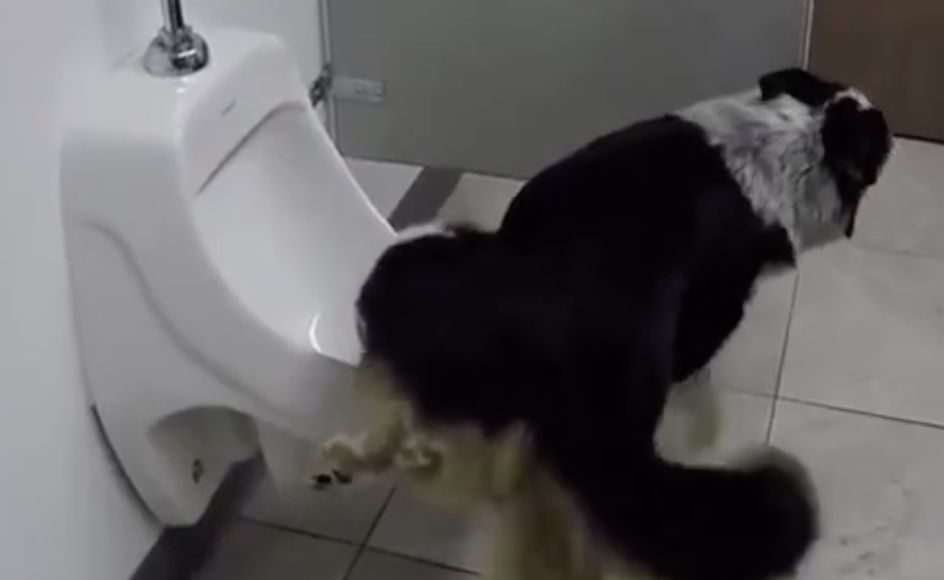 A doggy flush.